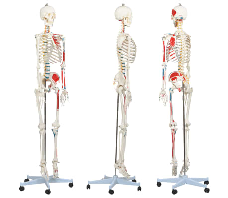 vidaXL Πρόπλασμα Ανθρώπινου Σκελετού Εκπαιδευτικό 181 εκ. με Αφίσα