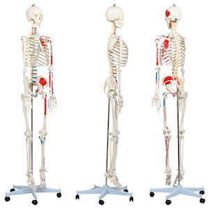 vidaXL Menschliches Anatomie-Skelett Lehrmodell mit Poster 181 cm