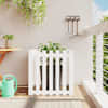 White_pine