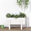 White_pine