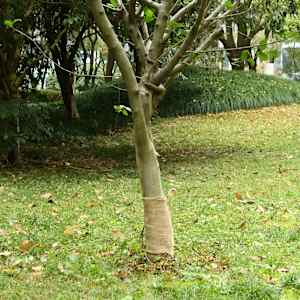 Rola iz jute 0,25x100 m 100 % juta 200 g/m²