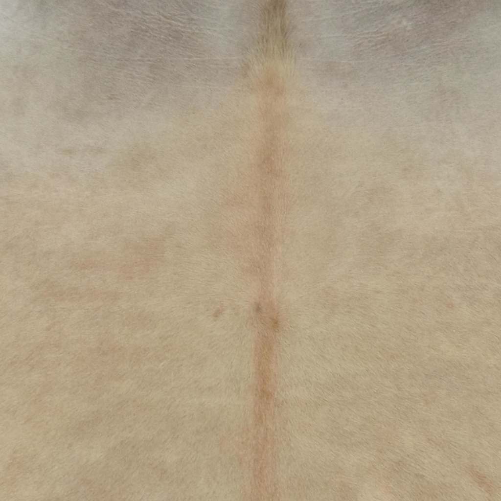 vidaXL Vloerkleed 180x220 cm echte koeienhuid beige afbeelding