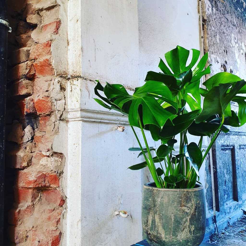 vidaXL Monstera Deliciosa Ø21, înălțime 70-80 cm