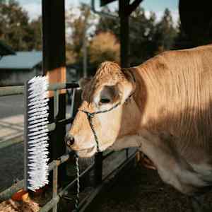 Četke za govedo Črna in bela 50 x 10 x 6.5 cm Plastika in jeklo
