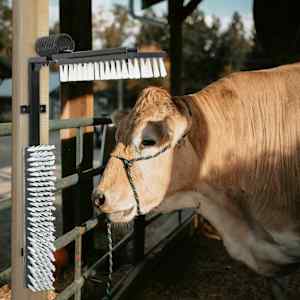 Četke za govedo Prilagodljiva Črna in bela 84 x 10 x 91 cm PVC