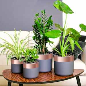 Bakov trak 6 pcs Baker 2000 x 7 cm Baker