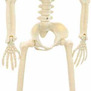 Halloweenský kostlivec 2 pcs Bílá 85 cm PVC - obrázek 7