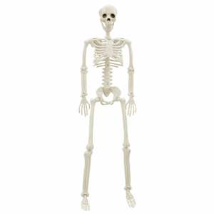 Halloweenský kostlivec 2 pcs Bílá 85 cm PVC - obrázek 5