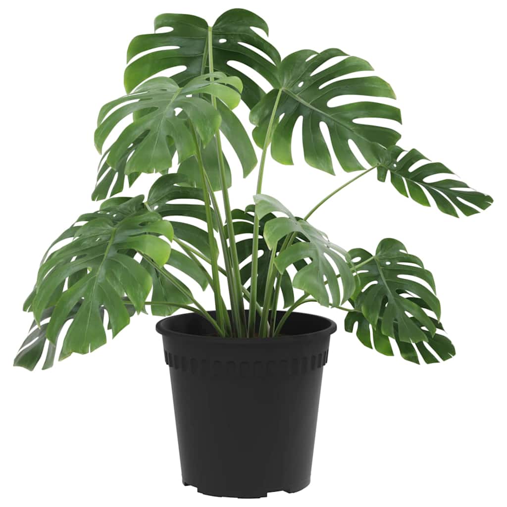 Thumbnail - vidaXL Runder Blumentopf 6 pcs Schwarz Ø 17 x 14 cm Kunststoff