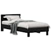 Black_oak