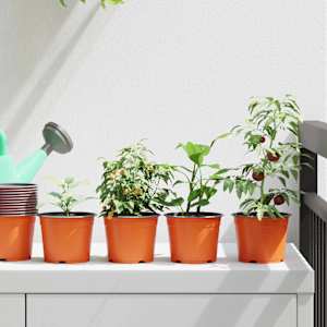 Cvečni lonec 50 pcs Terakota Ø 15 x 12.5 cm Plastika