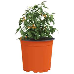 Květinový květináč 100 pcs Cihlová Ø 15 x 13 cm Plast - obrázek 3