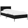 Black_oak