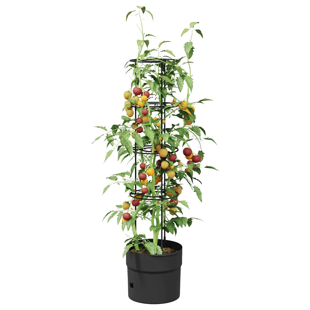 Tomat Vokser Sort Ø 32 x 127 cm PP - Billede 3